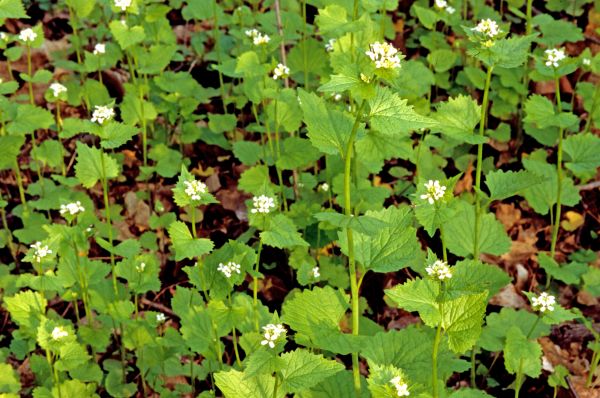 Garlic Mustard Removal in Yuba City