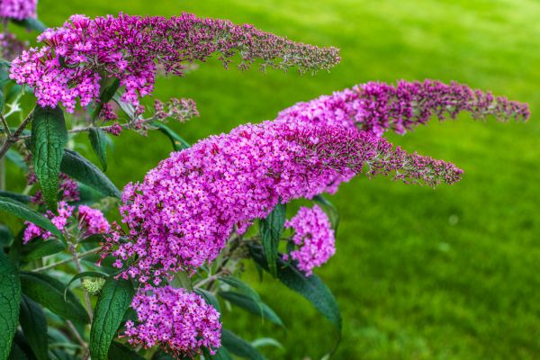 Butterfly Bush Removal in Yuba City