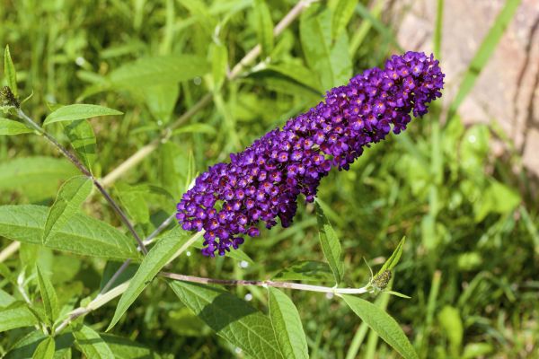 Butterfly Bush Pruning in Yuba City