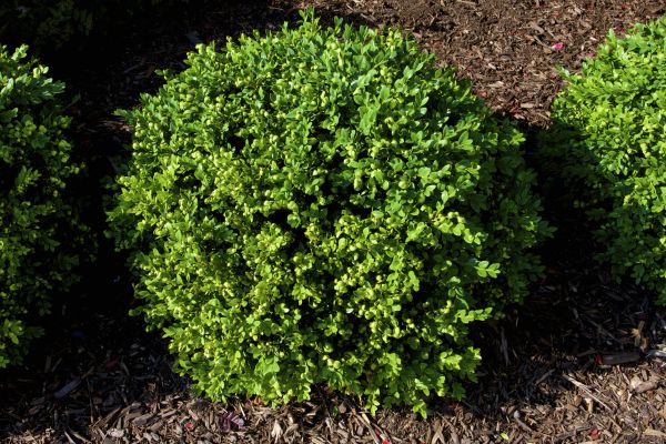 Boxwood Removal in Yuba City