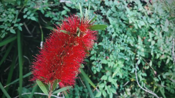 Bottlebrush Pruning in Yuba City