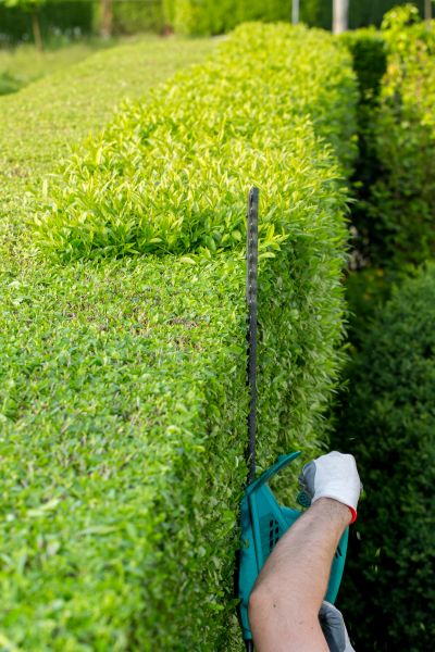 Hedge Trimming in Yuba City